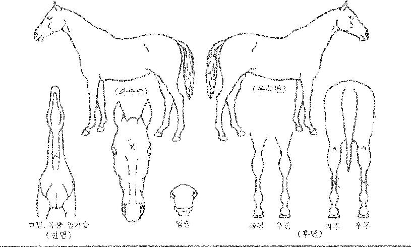 °ø´öÁÖÀÚ¸¶ÀÇ Ãø¸é,¿ì¸é,µÞ¸é,µÎ»ó,´Ù¸®ÀÇ Æ¯Â¡µµÇØ