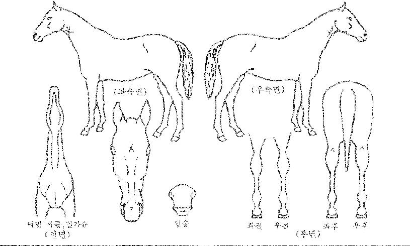 »þÇÁ¿ö³ÊºñÀÇ Ãø¸é,¿ì¸é,µÞ¸é,µÎ»ó,´Ù¸®ÀÇ Æ¯Â¡µµÇØ
