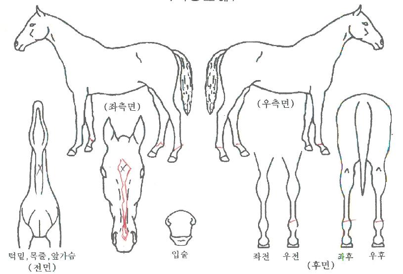 ȣũŷÀÇ Ãø¸é,¿ì¸é,µÞ¸é,µÎ»ó,´Ù¸®ÀÇ Æ¯Â¡µµÇØ