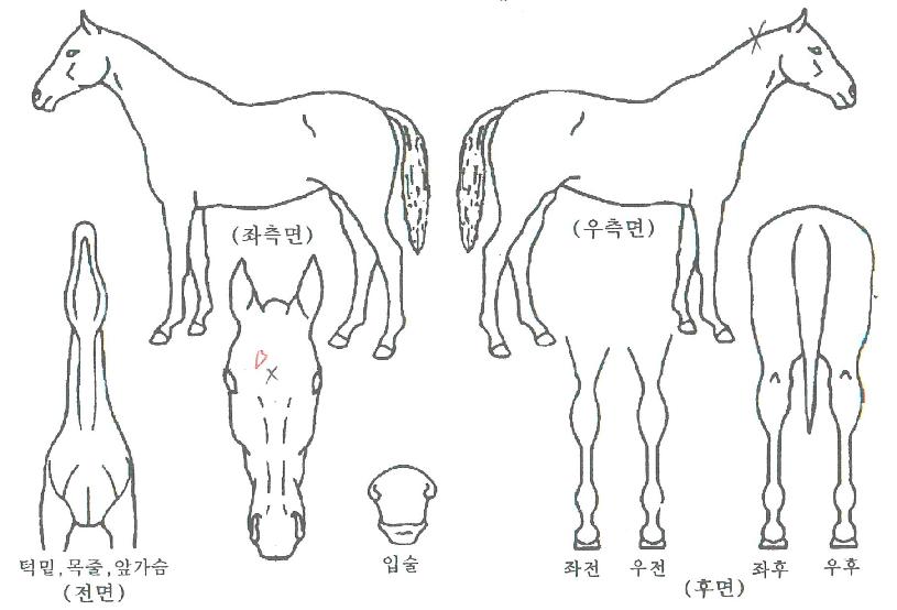 ³¡ÆÇ¿ÕÀÇ Ãø¸é,¿ì¸é,µÞ¸é,µÎ»ó,´Ù¸®ÀÇ Æ¯Â¡µµÇØ