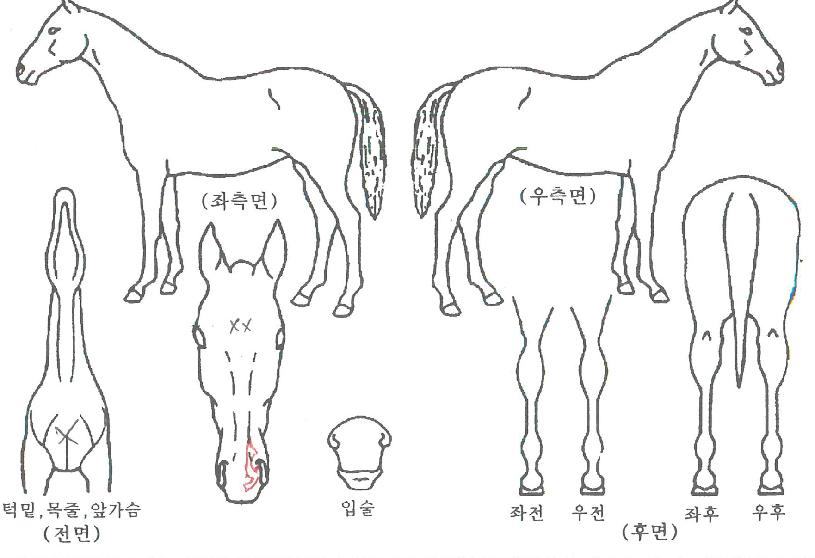 Æ®¸®ÇðñµåÀÇ Ãø¸é,¿ì¸é,µÞ¸é,µÎ»ó,´Ù¸®ÀÇ Æ¯Â¡µµÇØ
