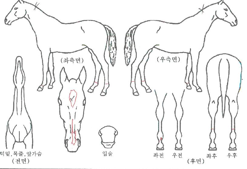 ÆÛ½ºÆ®ºòÅ丮ÀÇ Ãø¸é,¿ì¸é,µÞ¸é,µÎ»ó,´Ù¸®ÀÇ Æ¯Â¡µµÇØ