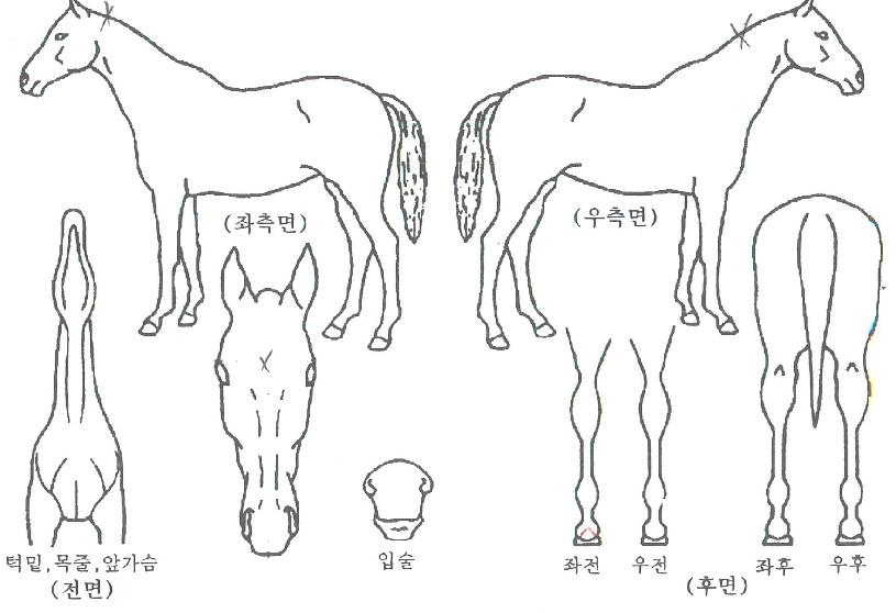 ���׽���ũ�� ����,���,�޸�,�λ�,�ٸ��� Ư¡����