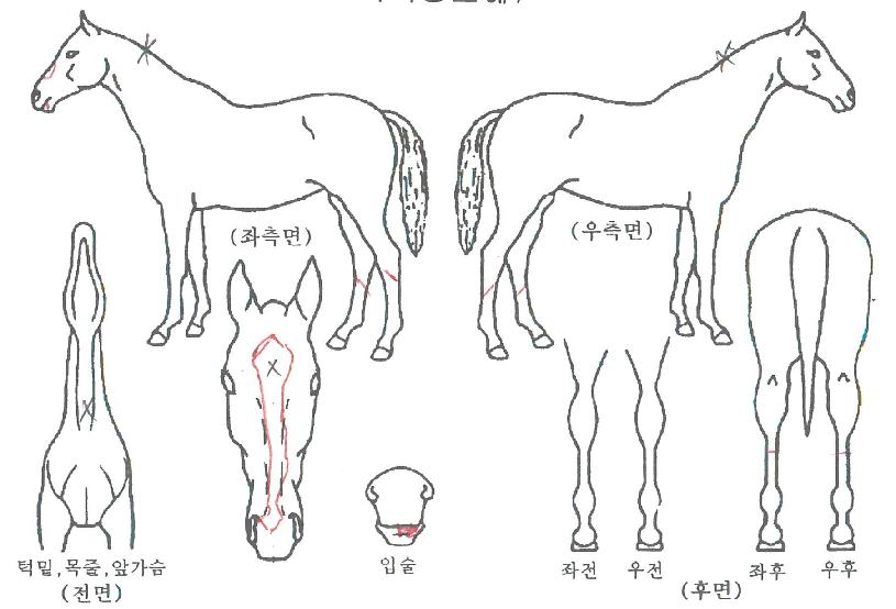 ¼³±¤ÈÀÇ Ãø¸é,¿ì¸é,µÞ¸é,µÎ»ó,´Ù¸®ÀÇ Æ¯Â¡µµÇØ