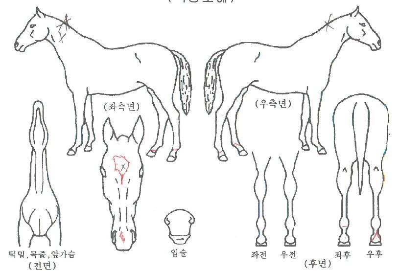 ½ºÇǵåû·æÀÇ Ãø¸é,¿ì¸é,µÞ¸é,µÎ»ó,´Ù¸®ÀÇ Æ¯Â¡µµÇØ