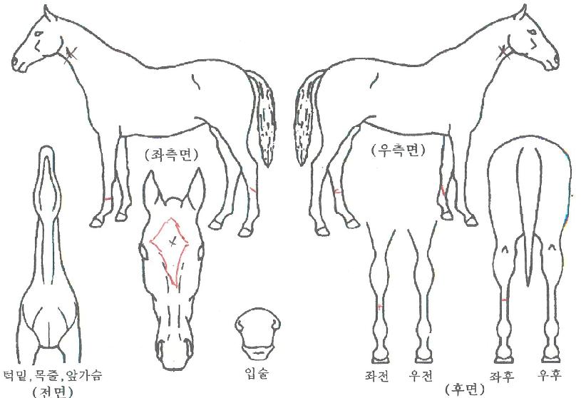 Ŭ·¹ÀÌÀ©µåÀÇ Ãø¸é,¿ì¸é,µÞ¸é,µÎ»ó,´Ù¸®ÀÇ Æ¯Â¡µµÇØ