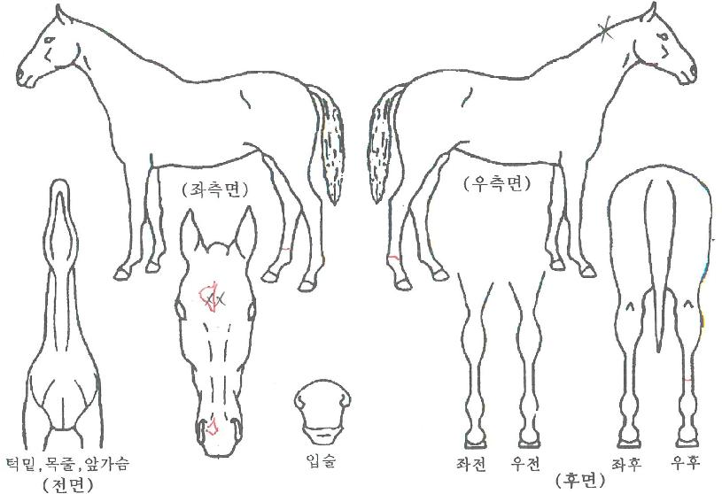 ÄÀÇ´ë·úÀÚ¸¶ÀÇ Ãø¸é,¿ì¸é,µÞ¸é,µÎ»ó,´Ù¸®ÀÇ Æ¯Â¡µµÇØ