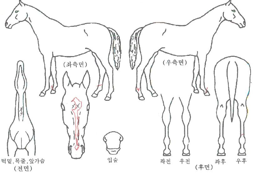 À¯´Ï½ºÀÇ Ãø¸é,¿ì¸é,µÞ¸é,µÎ»ó,´Ù¸®ÀÇ Æ¯Â¡µµÇØ