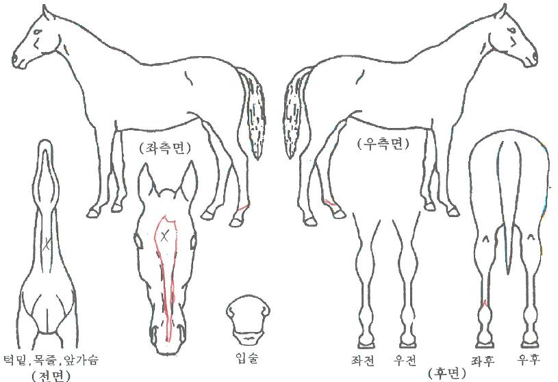 �׷��̰������� ����,���,�޸�,�λ�,�ٸ��� Ư¡����