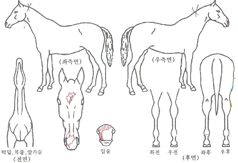 �ӴϺ���Ȧ�� ����,���,�޸�,�λ�,�ٸ��� Ư¡����