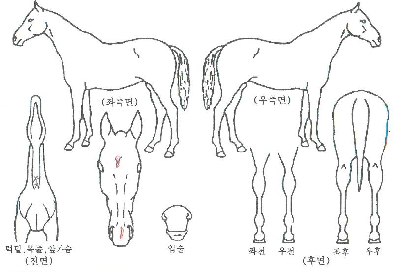 õ��ŷ���� ����,���,�޸�,�λ�,�ٸ��� Ư¡����