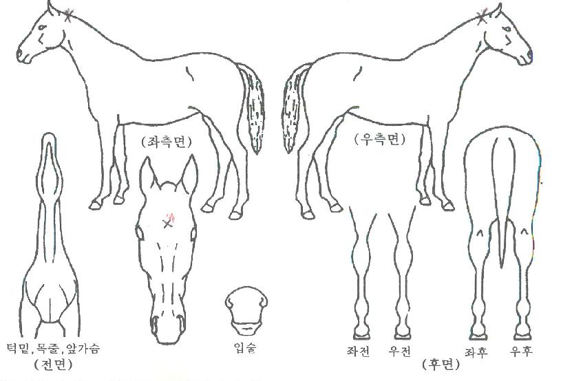 µÎ¼Õ¿ÕÀÚÀÇ Ãø¸é,¿ì¸é,µÞ¸é,µÎ»ó,´Ù¸®ÀÇ Æ¯Â¡µµÇØ
