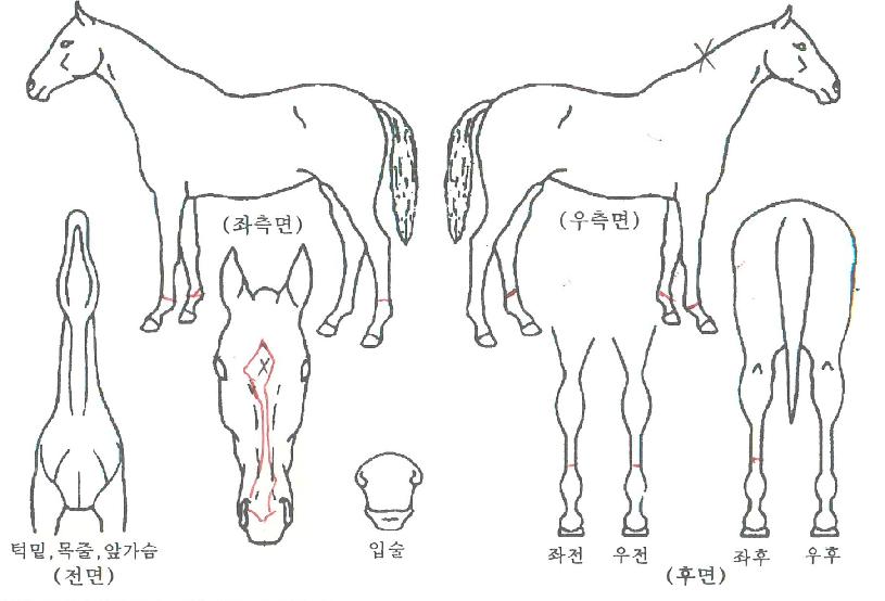 »ç¶ûÀÌ´Þ¸®´ÙÀÇ Ãø¸é,¿ì¸é,µÞ¸é,µÎ»ó,´Ù¸®ÀÇ Æ¯Â¡µµÇØ