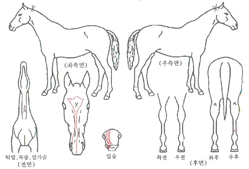 ÆÄ¿öÇ®°¡ÀÌÀÇ Ãø¸é,¿ì¸é,µÞ¸é,µÎ»ó,´Ù¸®ÀÇ Æ¯Â¡µµÇØ