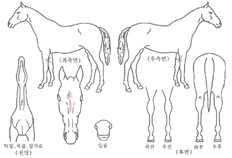 ��Ű��ȭ�� ����,���,�޸�,�λ�,�ٸ��� Ư¡����