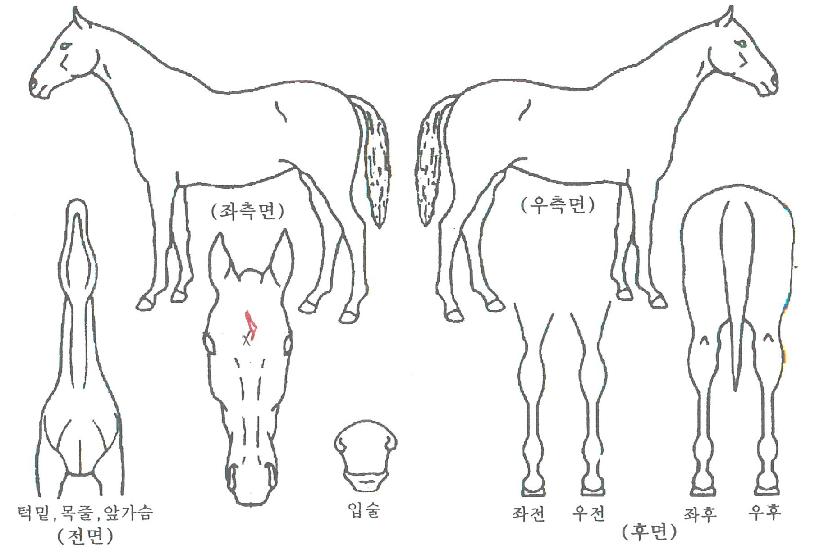 Â÷¹Ö·Î¸ÁÀÚ¸¶ÀÇ Ãø¸é,¿ì¸é,µÞ¸é,µÎ»ó,´Ù¸®ÀÇ Æ¯Â¡µµÇØ