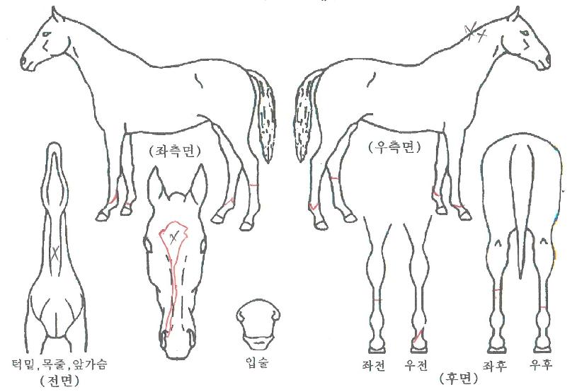 ºñ¼ú°øÁÖÀÇ Ãø¸é,¿ì¸é,µÞ¸é,µÎ»ó,´Ù¸®ÀÇ Æ¯Â¡µµÇØ