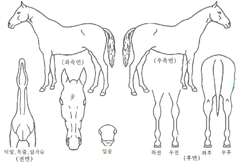 ������������ ����,���,�޸�,�λ�,�ٸ��� Ư¡����