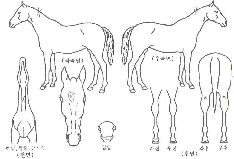 ���ִϿ��� ����,���,�޸�,�λ�,�ٸ��� Ư¡����