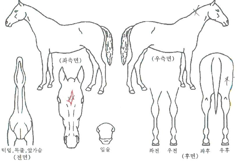 ������ ����,���,�޸�,�λ�,�ٸ��� Ư¡����