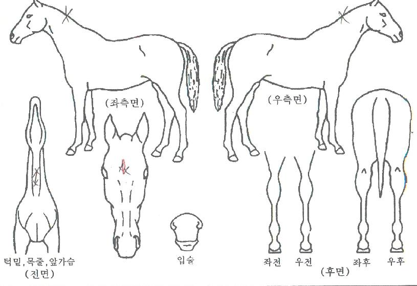 ¾Ë·º»êµå·Î½ºÀÇ Ãø¸é,¿ì¸é,µÞ¸é,µÎ»ó,´Ù¸®ÀÇ Æ¯Â¡µµÇØ