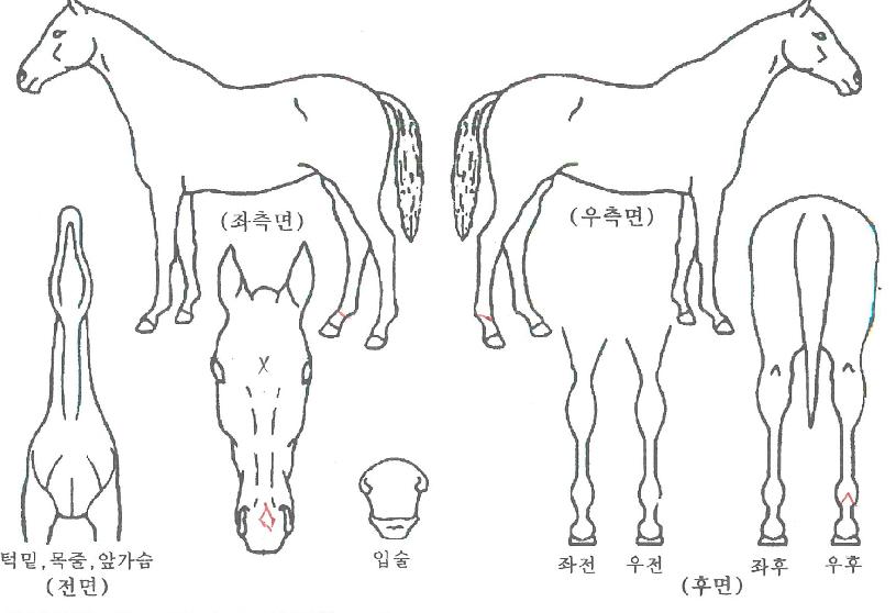 �������ǿ��� ����,���,�޸�,�λ�,�ٸ��� Ư¡����