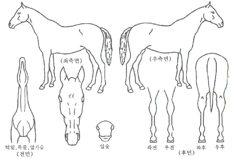 �귯�� ����,���,�޸�,�λ�,�ٸ��� Ư¡����