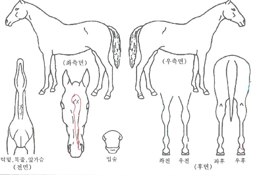 �ߴ��������� ����,���,�޸�,�λ�,�ٸ��� Ư¡����