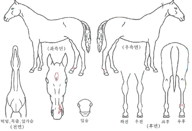 ¾ÆÀÓÇØÇÇÀÇ Ãø¸é,¿ì¸é,µÞ¸é,µÎ»ó,´Ù¸®ÀÇ Æ¯Â¡µµÇØ