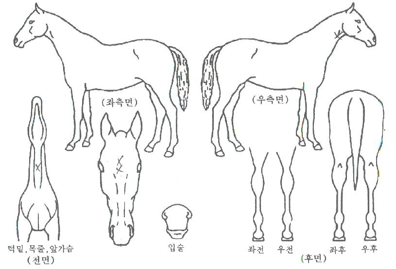 ����õ���� ����,���,�޸�,�λ�,�ٸ��� Ư¡����