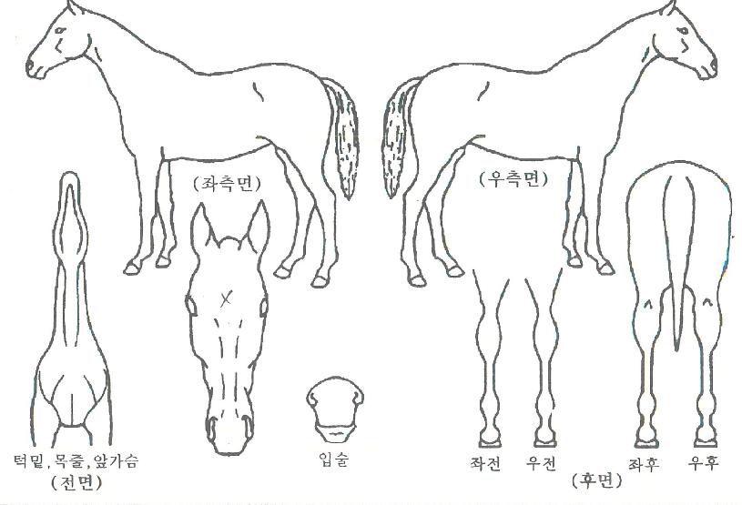 �۾Ǹ����� ����,���,�޸�,�λ�,�ٸ��� Ư¡����