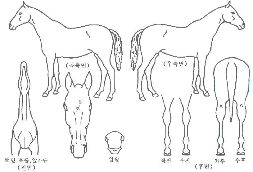 ³²¾çºÒÆÐÀÇ Ãø¸é,¿ì¸é,µÞ¸é,µÎ»ó,´Ù¸®ÀÇ Æ¯Â¡µµÇØ