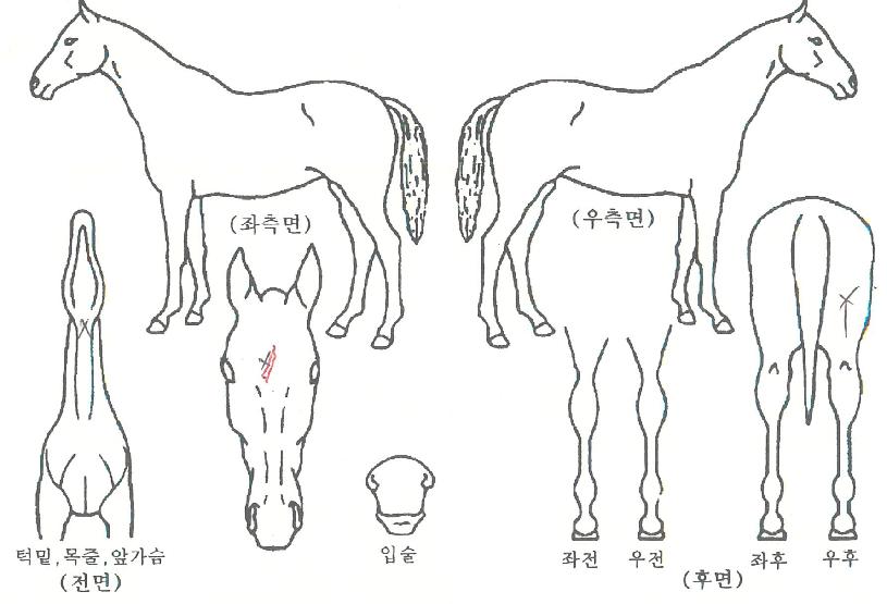 ¼Û¾Ï·Ð´Ùµµ¸£ÀÇ Ãø¸é,¿ì¸é,µÞ¸é,µÎ»ó,´Ù¸®ÀÇ Æ¯Â¡µµÇØ