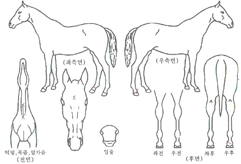 �ο�ȣ������ ����,���,�޸�,�λ�,�ٸ��� Ư¡����