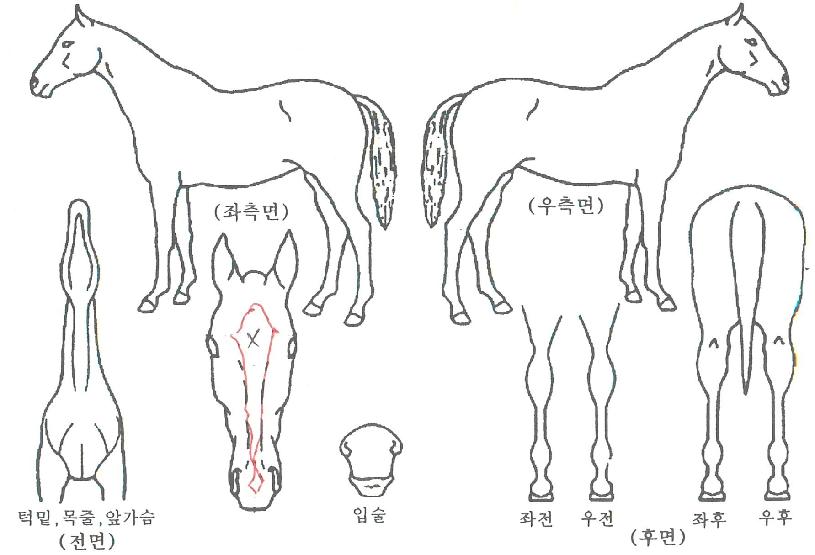 �׸���ũ�� ����,���,�޸�,�λ�,�ٸ��� Ư¡����