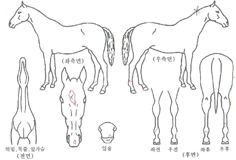 Æä³×Æ®·ÎÀÇ Ãø¸é,¿ì¸é,µÞ¸é,µÎ»ó,´Ù¸®ÀÇ Æ¯Â¡µµÇØ