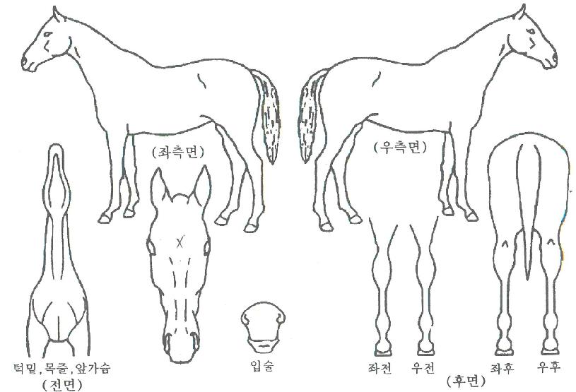 ³ì¿øÀÇ¿©¿ÕÀÇ Ãø¸é,¿ì¸é,µÞ¸é,µÎ»ó,´Ù¸®ÀÇ Æ¯Â¡µµÇØ