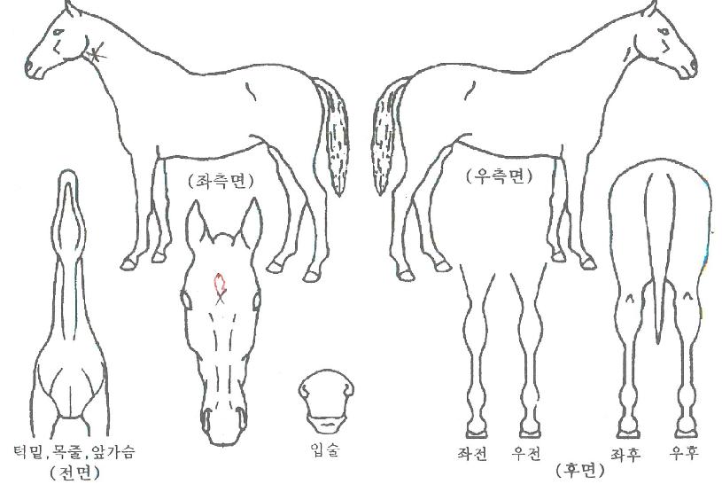 ºí·çÄýÀÇ Ãø¸é,¿ì¸é,µÞ¸é,µÎ»ó,´Ù¸®ÀÇ Æ¯Â¡µµÇØ
