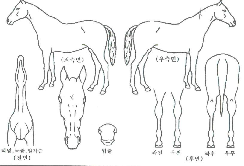 ���ð���� ����,���,�޸�,�λ�,�ٸ��� Ư¡����