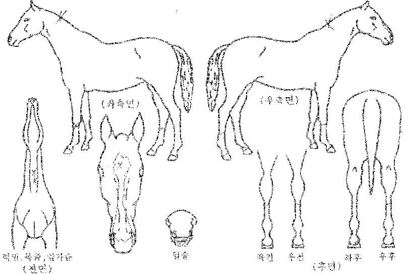 ���̿���ĸƾ�� ����,���,�޸�,�λ�,�ٸ��� Ư¡����