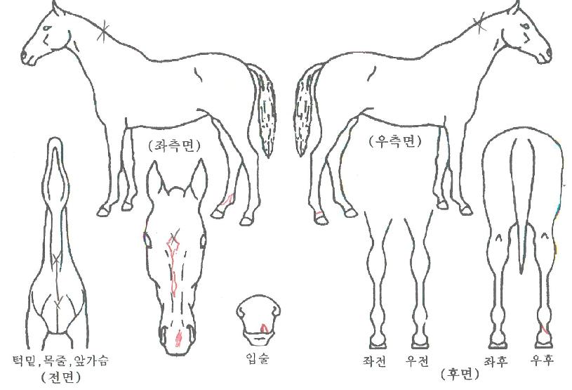 �γ��ǰ���� ����,���,�޸�,�λ�,�ٸ��� Ư¡����