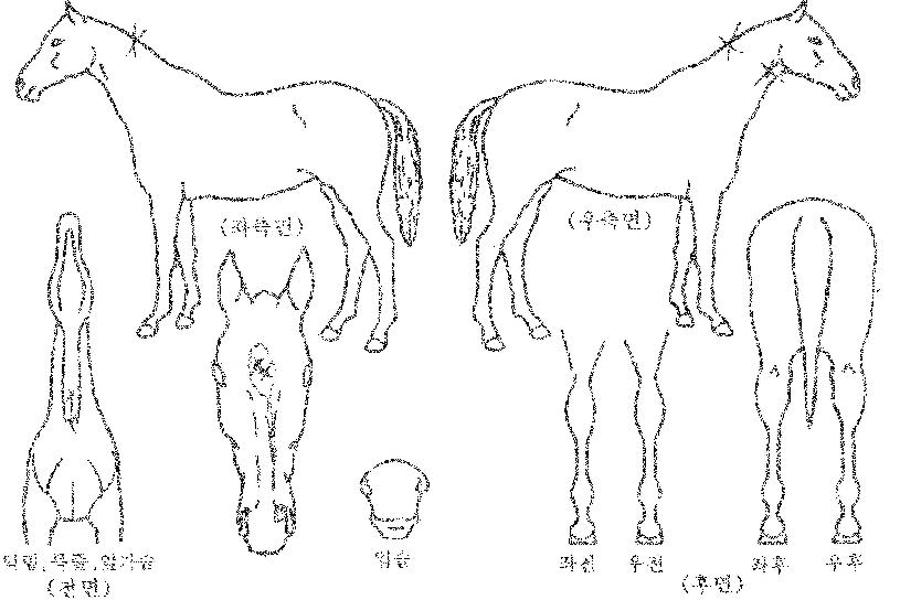 �޴������� ����,���,�޸�,�λ�,�ٸ��� Ư¡����