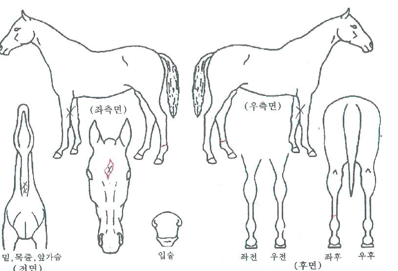 »óÀüº®ÇØÀÇ Ãø¸é,¿ì¸é,µÞ¸é,µÎ»ó,´Ù¸®ÀÇ Æ¯Â¡µµÇØ