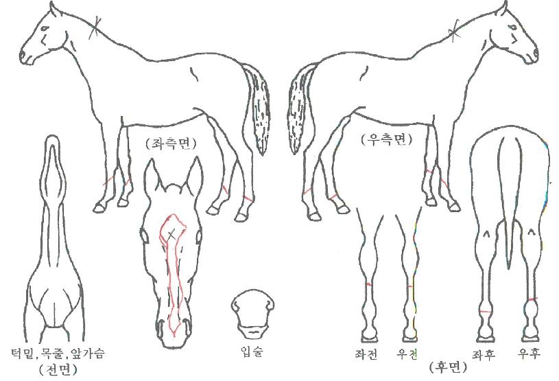 ����Ʋ���޸��� ����,���,�޸�,�λ�,�ٸ��� Ư¡����