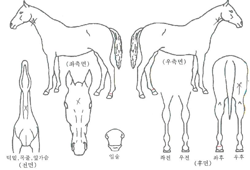 �ο�Ŭ���� ����,���,�޸�,�λ�,�ٸ��� Ư¡����