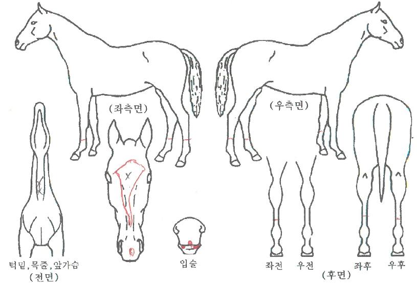 Å×½ºÅ¸¸ÅÁ÷ÀÇ Ãø¸é,¿ì¸é,µÞ¸é,µÎ»ó,´Ù¸®ÀÇ Æ¯Â¡µµÇØ