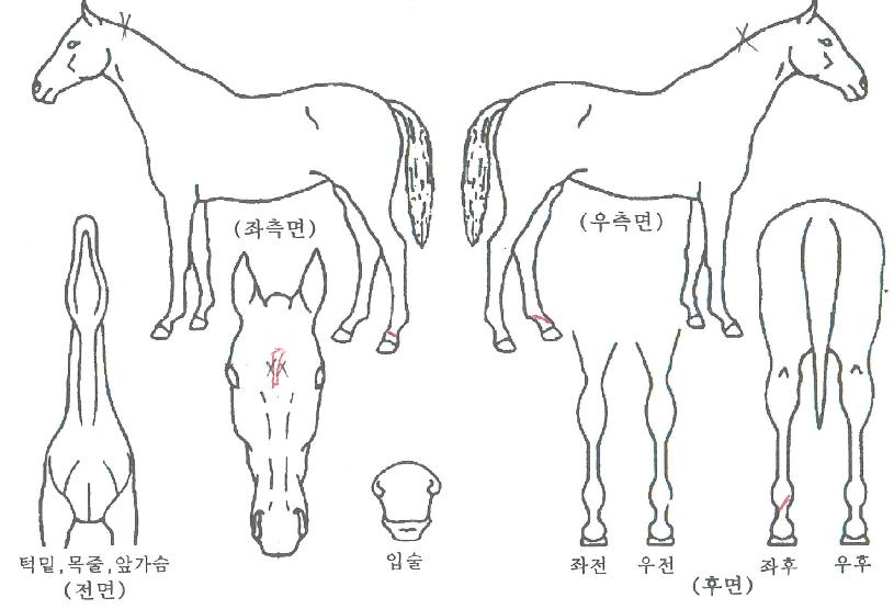 �ְ������� ����,���,�޸�,�λ�,�ٸ��� Ư¡����