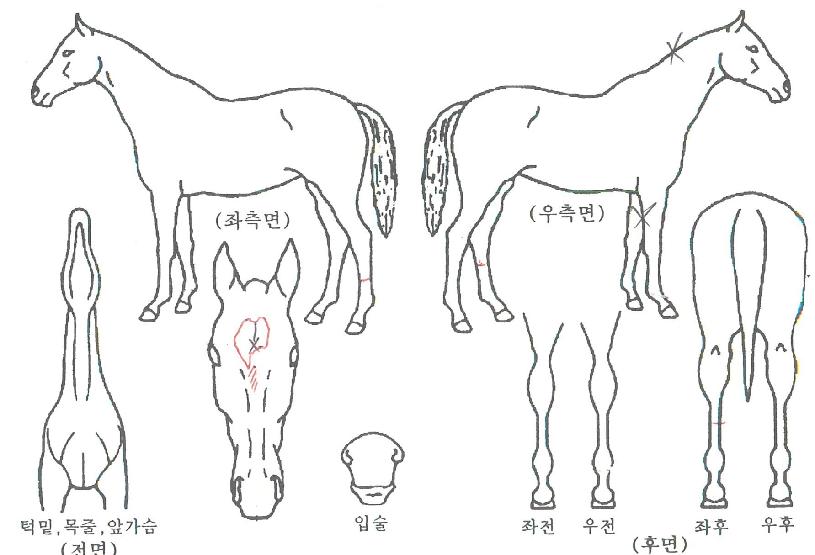 �ٽ������ڸ��� ����,���,�޸�,�λ�,�ٸ��� Ư¡����