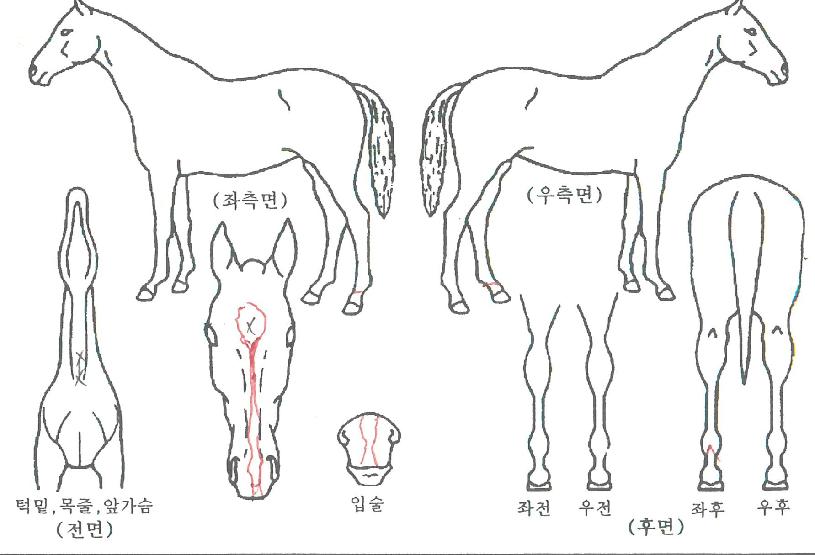 ���������� ����,���,�޸�,�λ�,�ٸ��� Ư¡����