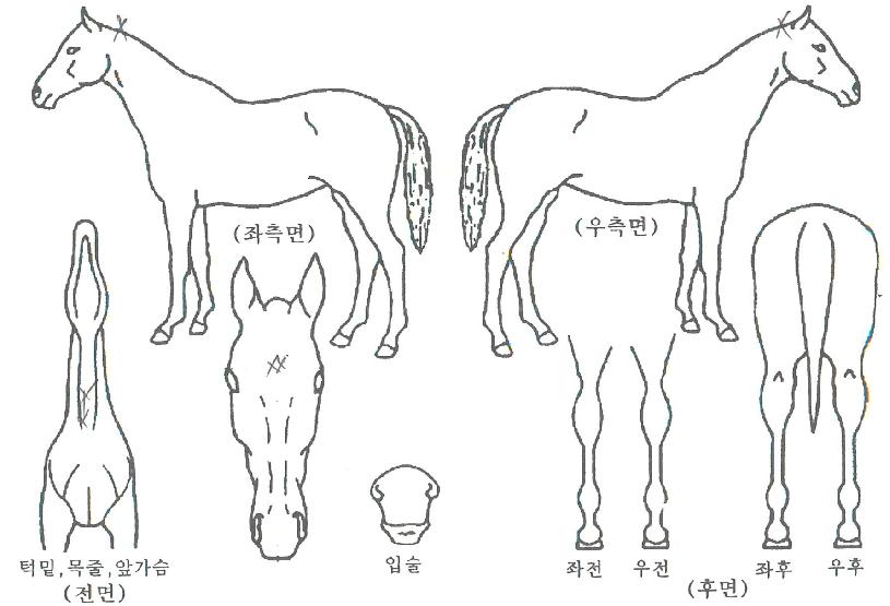 ���ۺ�Ʈ�� ����,���,�޸�,�λ�,�ٸ��� Ư¡����